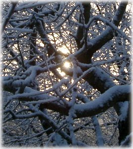 Bigarråträd i vinterskrud