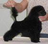 Länsmansgårdens Legolas Greenleaf, Linus, 4 months old. Svart dvärg/ black dwarf