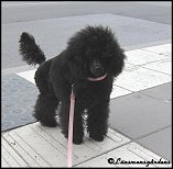 Stella 5m