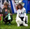 Medevi's Billie Jean, Blondie, 11 months old. CAC and BOS in Norrköping 2010