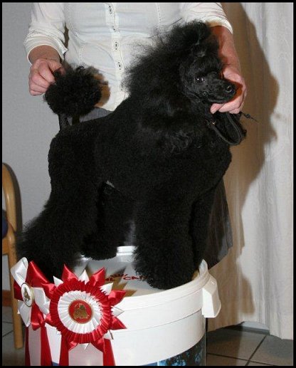Frodo BIS-1 , 2 years.  at unoff. specialty show in Denmark. Photo: Pia