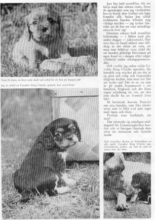 <a href="Hundvarlden9_1962.jpg"><img src="Hundvarlden962liten.jpg" width="319" height="479" border="0" alt="Reportage om L&auml;nsmansg&aring;rdens kennel"></a>
