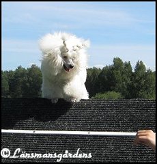 Blondie 11 mån. på A hindret!