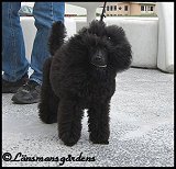 Stella 5m