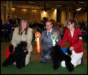 Katniss CERT BIM svensk juniorvinnare-2015 svensk vinnare 2015