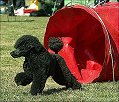 L. Legolas Greenleaf, Linus, tävla i agility med fina resultat!