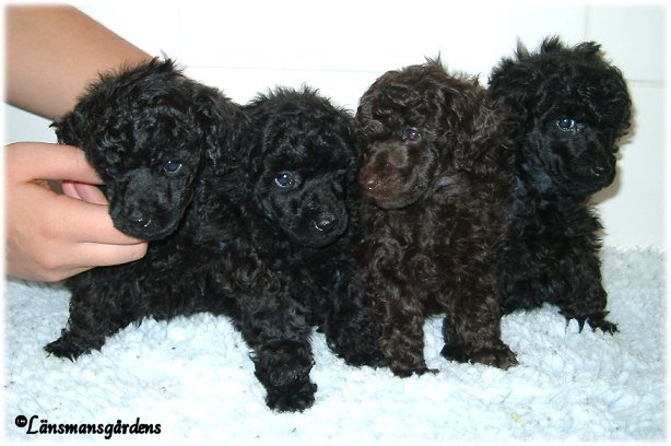 MC kullen 4 veckor. Pelle, Julius, Bruno & Bamse