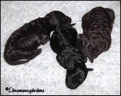 male,male, female