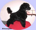 L. Soldier Of Fortune 10 veckor/ 10 weeks. Toypudel/toypoodle