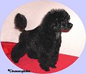 L. Soldier Of Fortune 12 weeks old. Toy