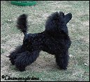L. Soldier Of Fortune 4 månader/ 4 months.Toypoodle