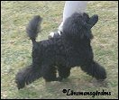 L. Soldier Of Fortune 4 månader/ 4 months on the move.Toypoodle