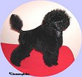 L. Soldier Of Fortune 12 veckor/ 12 weeks.Toypoodle
