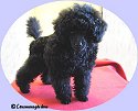 L. Soldier Of Fortune 10 veckor/ 10 weeks.Toypoodle