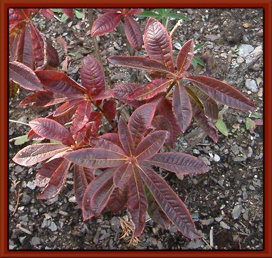 Azalea i höstskrud