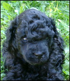 Benny 4 weeks