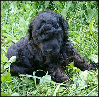 Benny 4 weeks old