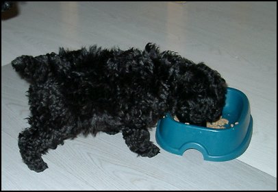 Benny 6 v.