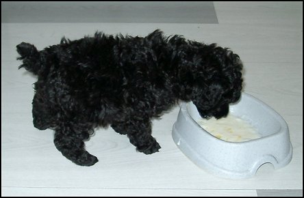 Benny 6 v.