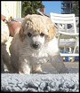 Medevi's Billie Jean, Blondie, 5 weeks old. Vackra Blondie!