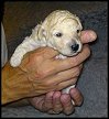 Medevi's Billie Jean, Blondie, 2 weeks old. Ett litet popcorn/ a little pop corn!