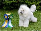 Medevi's Billie Jean, Blondie CAC, BOS 12 months old