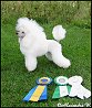 Medevi's Billie Jean, Blondie,  2 years old. CAC, CACIB and BOS in Eskilstuna 2011