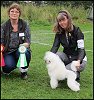 Medevi's Billie Jean, Blondie,  2 years old. CAC, CACIB and BOS in Eskilstuna 2011