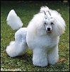 Medevi's Billie Jean, Blondie, 11 months old. 
