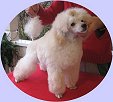 Medevi's Billie Jean, Blondie, 16 weeks old. 
