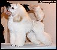 Medevi's Billie Jean, Blondie, 6 months old. 