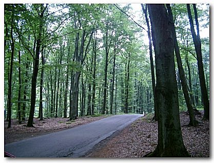 Bokskog