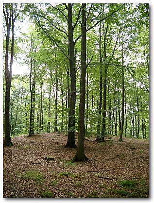 Bokskog