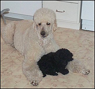 Casper och Max