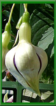 Knopp