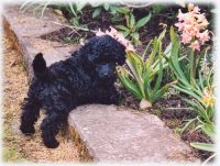 Ebba 4 weeks old!