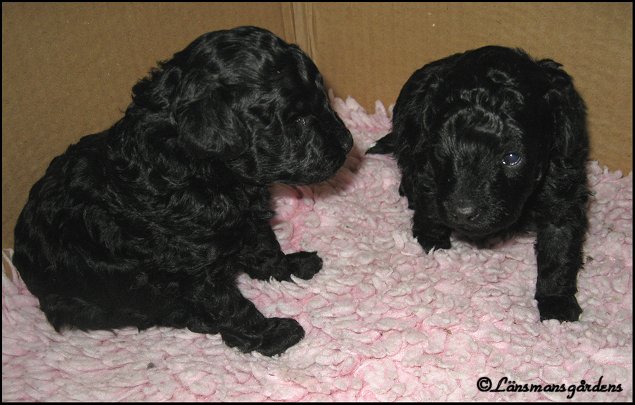 Frodo och Sam 3 veckor