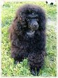 L. Länsmansgårdens Lady Of Fortune, Fanny 3 months. Toypudel
