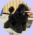 L.Lady Of Fortune 2 years.
