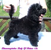 L. Lady Of Fortune 12 weeks. Toy