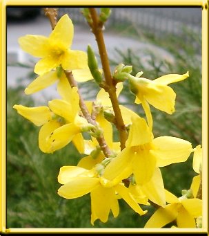 Forsythia