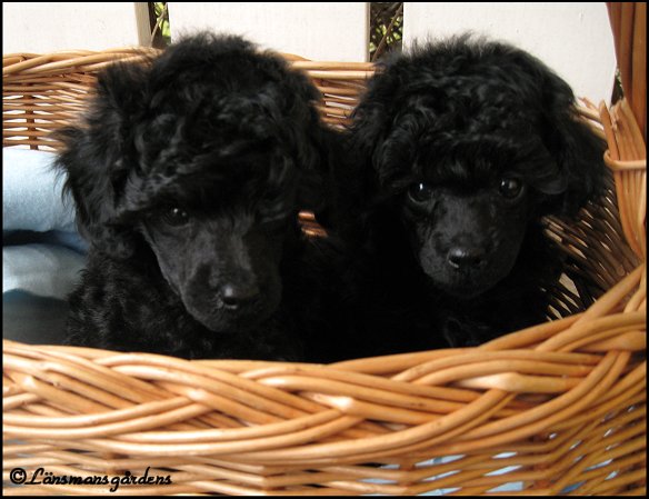 Frodo och Sam 6 v.