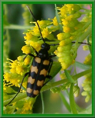Fyrbandad blombock