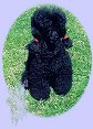 SUCH Sol-Enens Jade- Ami- Rosanih, Hedda vår stamtik 7 år och fortfarande med fin svärta!/ our foundationbitch Hedda, SUCH Sol- Enens Jade- Ami- Rosanih, still inky black at 7 years of age!