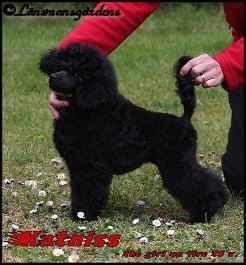Katniss 15 veckor