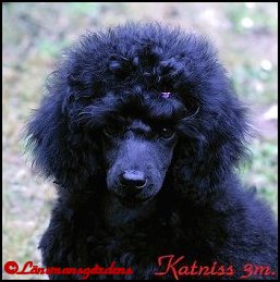 Katniss 3 m