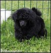 Länsmansgårdens Lady Gaga 8w. Toy puppy