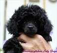 Länsmansgårdens Lady Gaga 8 w. Toy puppy
