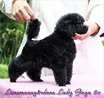 Länsmansgårdens Lady Gaga 8w. Toy puppy