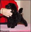 Länsmansgårdens Pretty Princess 7 w. Toy puppy